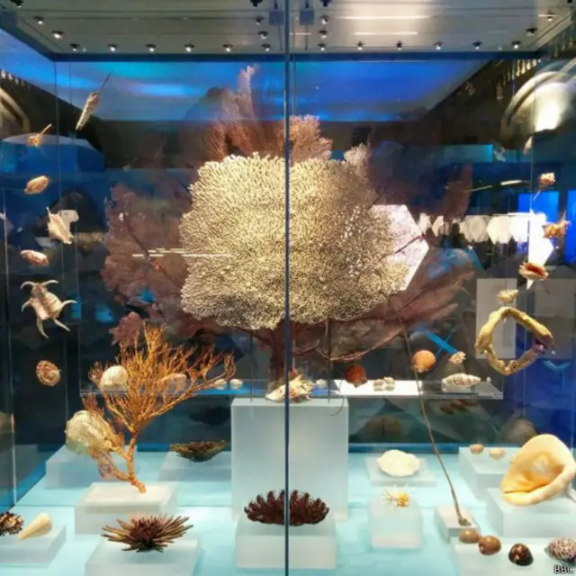 terumbu karang, natural history museum