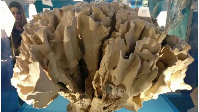 terumbu karang, natural history museum