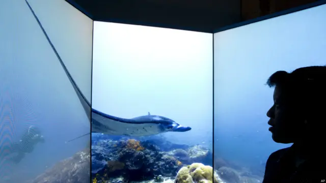 terumbu karang, natural history museum