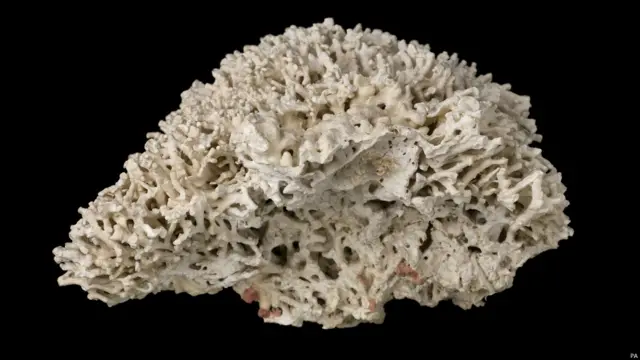 terumbu karang, natural history museum