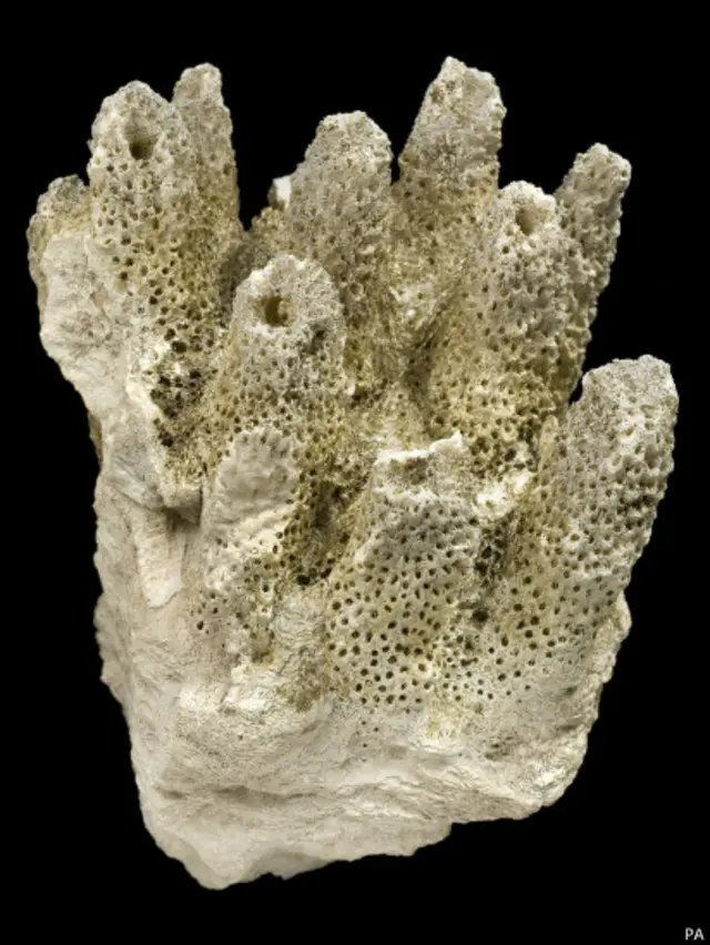 terumbu karang, natural history museum