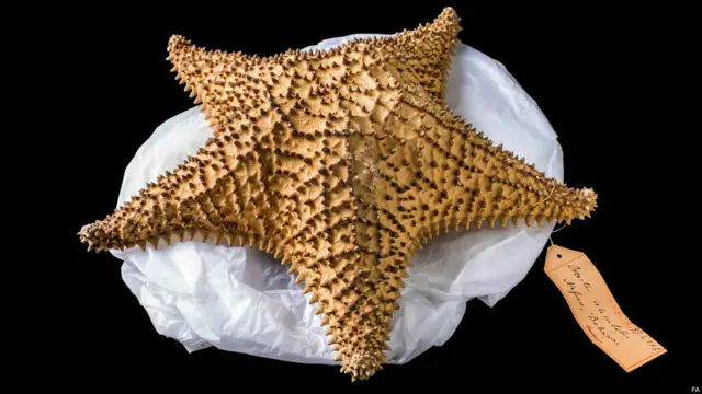 terumbu karang, natural history museum