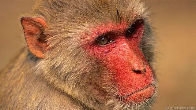 Одинокая макака