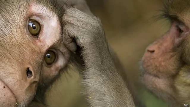 Макаки - отец и сын