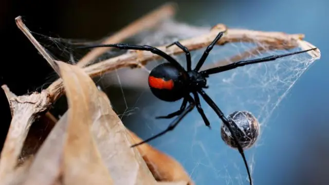 مکڑوں میں گفتگو کے لیے ہوا کے دوش پر پہنچنے والی آواز کافی نہیں بلکہ اس کے ساتھ تھراتھراہٹ بھی ضروری ہے۔