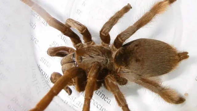 مکڑوں کی اکثریت تھرتھراہٹ پیدا کرنے اور اسے محسوس کرنے کی صلاحیت رکھتی ہے 