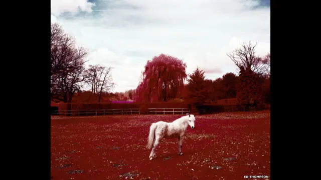 Те, чого ми не бачимо. Фото Еда Томпсона