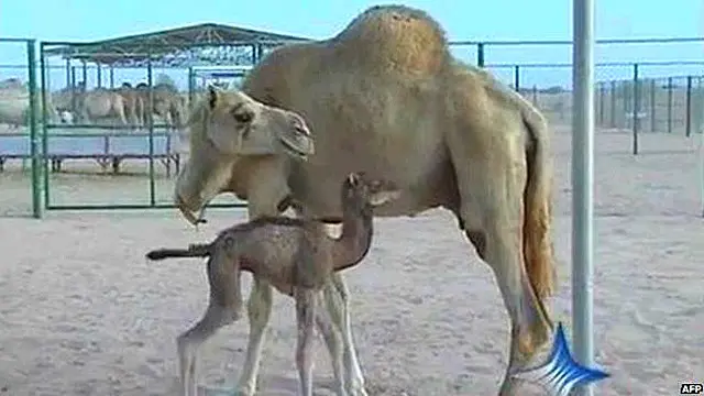 انجاز کی پیدائش کے کچھ دن بعد جب اسے دنیا کے سامنے لایا گیا تو اسے سائنس کی دنیا میں بڑی کامیابی قرار دیا گیا