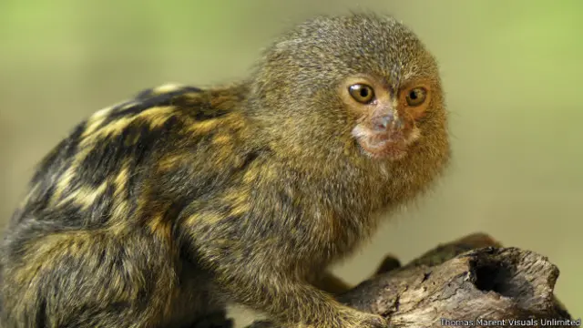 अमेज़न के जंगलों के अफ्रीकी बंदर, लेटीसिया, कोलंबिया