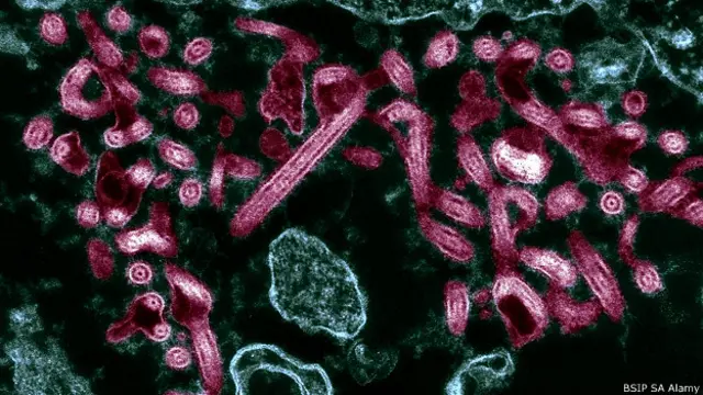 Вирус Эболы