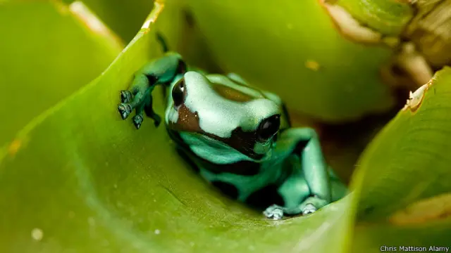 Зараженная лягушка