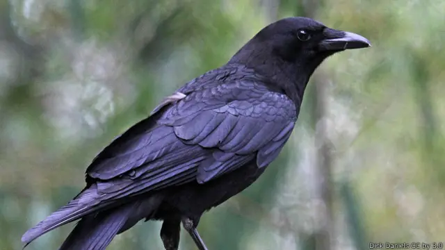 Американский ворон