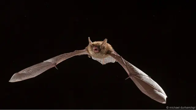 Летучая мышь
