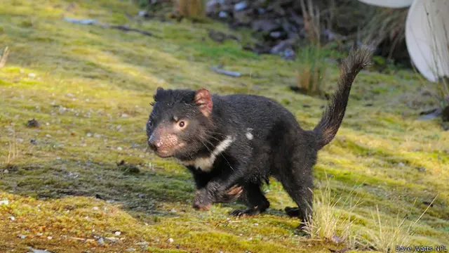 Тасманийский дьявол