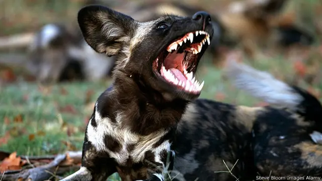 Африканская гиеновидная собака