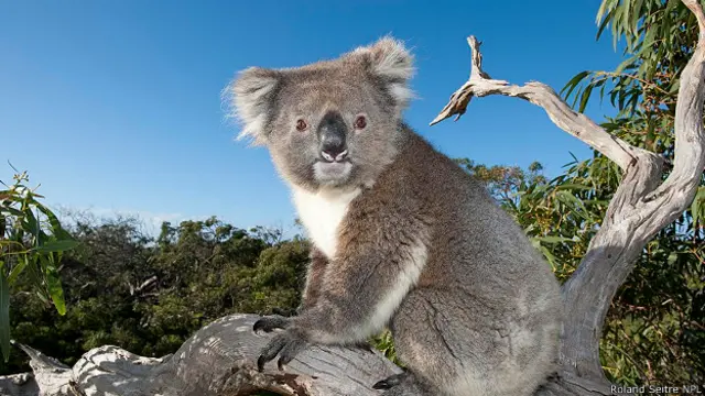Австралийская коала