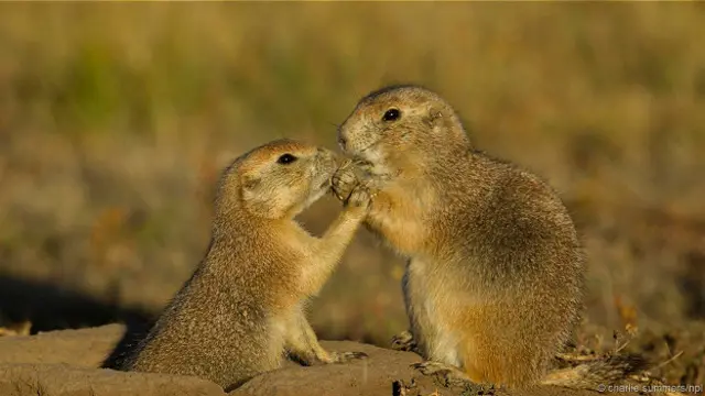 A bactéria Yersinia pestis se espalha por meioapostas gratispulgas que habitam cães-da-pradaria