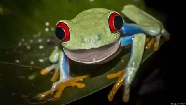 'Bởi tôi đang vui', ảnh của Giorgia Marinoni. Các chú ếch cây mắt đỏ (Agalychnis callidryas) thuộc số các cư dân sặc sỡ nhất, lạ thường nhất của vùng Trung Mỹ. Chúng được đặt tên do có màu mắt đặc biệt. Khi bị đe dọa, loài lưỡng cư đặc trưng của vùng rừng nhiệt đới này phát sáng nhấp nháy đôi mắt đỏ, những bàn chân màu cam và cạnh sườn màu xanh dương để hăm dọa kẻ thù và tranh thủ những khoảnh khắc ngắn ngủi để thoát thân. Hình do Giorgia chụp tại Oasi di Sant'Alessio, Pavia, Italy.