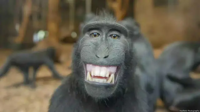 'Tạo dáng trước ống kính', ảnh của Bob Hadfield. Khỉ celebes (Macaca nigra) là loài bị đe dọa tuyệt chủng, nay chỉ còn thấy ở các vùng rừng núi của một số đảo của Indonesia, trong đó có đảo Sulawesi (tên trước đây là đảo Celebes). Các con khỉ đực tỏ thái độ khiêu chiến bằng cách nhe răng, há mồm, ngáp và bất thình lình lao lên. Chúng cũng thể hiện bằng cách chép miệng và nhăn mặt. Bob nói, “Chú khỉ này rõ là đang mỉm cười trước ống kính... Trông giống như là phản ứng ở người vậy."