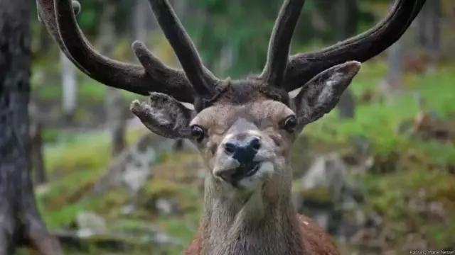 'Gương mặt hài hước', ảnh của Ranveig Marie Nesse. Nai đỏ (Cervus elaphus) sống khá phổ biến ở châu Âu, châu Á và bắc Phi. Chúng ăn cỏ và có hệ tiêu hóa với dạ dày bốn ngăn. Chú nai đỏ này, do Ranveig chụp được tại Namsskogan, Na Uy.
