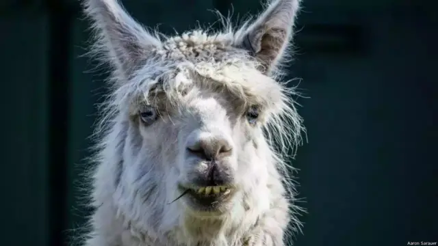 'Lạc đà không bướu Alpaca', ảnh của Aaron Sarauer. Lạc đà không bướu Alpaca (Vicugna pacos) là một giống lạc đà đã được thuần hóa ở Nam Mỹ từ hàng ngàn năm nay. Chúng nổi tiếng với việc "nhổ" nước miếng và chất acid từ dạ dày vào các con lạc đà Alpaca khác để tỏ ý không hài lòng hoặc trách yêu, nhưng không phải lúc nào chúng cũng làm vậy.