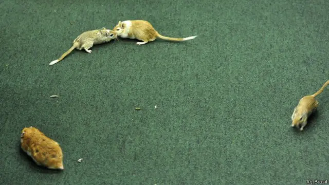Logo que Vaccari entrou, um servidor da casa soltou cinco hamsters no local