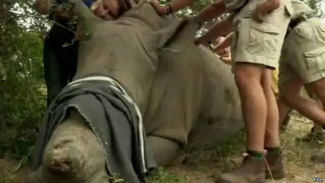 Veterinários usam técnicas inovadoras para tentar salvar rinocerontes feridos