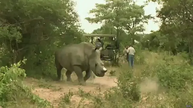 Chifre dos animais tem alto valor, sobretudo quando vendido na Ásia
