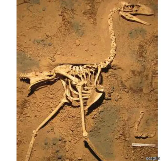 Fosil paling lengkap untuk jenisnya