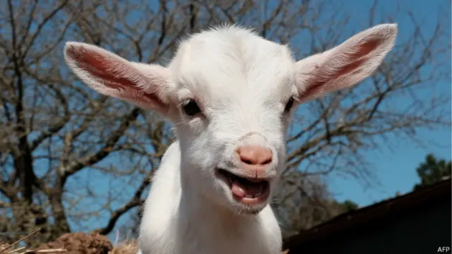 Ягненок в городе Напи