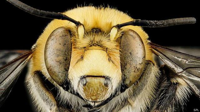 Как нападение пчел спасло жизнь умирающей женщине - BBC News Русская служба