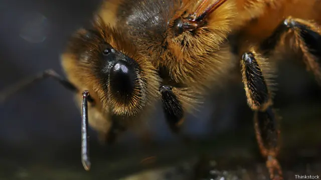 Пчела крупным планом