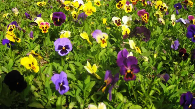 د پخوا پرتله په هرات کې د ګلونو د روزنې او تولید بهیر په تېرو دوو کلونو کې ډېر چټک شوی دی.