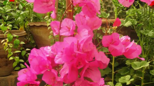 په تېره یوه لسیزه کې په هرات کې د چاپيریال ساتنې په برخه کې حکومت نسبتا د پام وړ هڅې کړې خو د زرغون طبیعت ساتنې په اړه د عامه پوهاوي کچه چندان لوړه شوې نه ده.