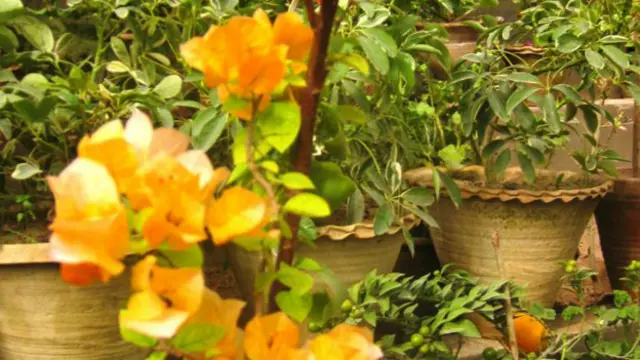 په دې پارکونو کې هېڅ ډول ګل نه پلورل کېږي، دا یوازې د تکثیر لپاره دي.