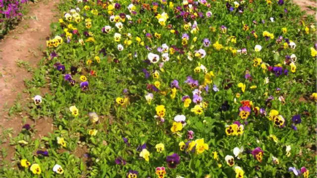 د هغو کسانو شمېر بیخي لږ دی چې ګلونه روزي، دوی په کم معاش ډېر کار کوي او وایي له ګلونو سره مینه لري.