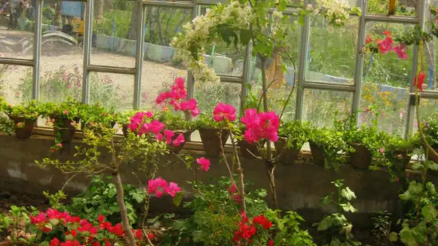 کاج، څو ډوله شمشاد او کاغذي ګل هغه ګلونه دي چې تازه له بهره راوړل شوي او اوس یې د رواجولو کار دوام لري.