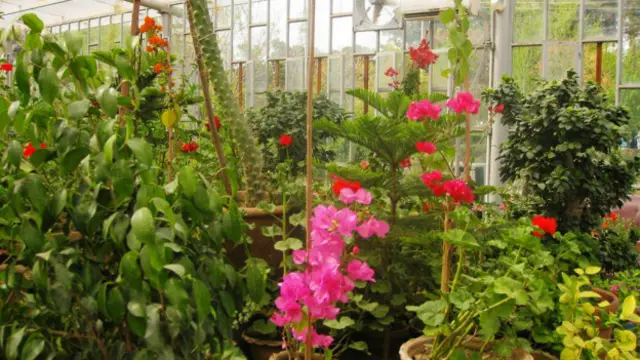 د هرات مشهور ګلونه: بنفشه، مرجان، مېخک، همېشه بهار، شاه پسند، یاس او شمع دان دي.