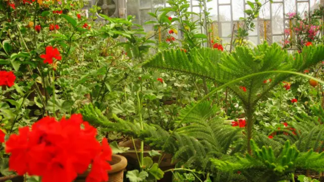 هرات په ژمي، دوبي، مني او پسرلي کې د هر موسم ځانته جلا ګلونه روزي.