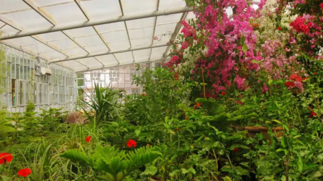 په ټول هرات کې ۱۹ پارکونه او ۱۸ ګلخانې شتون لري. چارواکي وایي هڅه کوي شمېر یې لا زیات کړي.