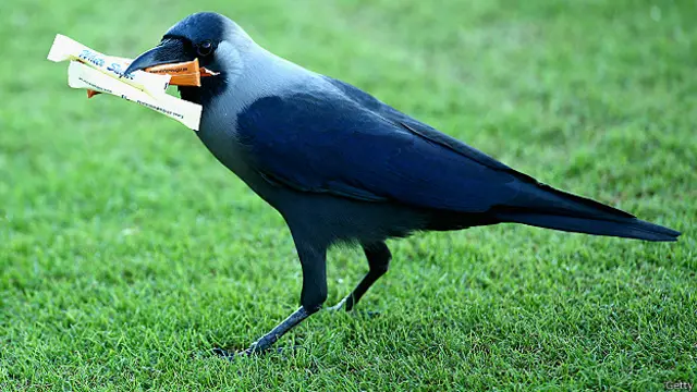 Ворона с пакетиками сахара