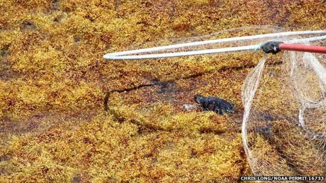 اگرچہ کچھوے زیادہ وقت سمندری پودوں کے نیچے گذارتے ہیں لیکن یہ مسلسل تیرتے کی جدوجہد کرتے رہتے ہیں