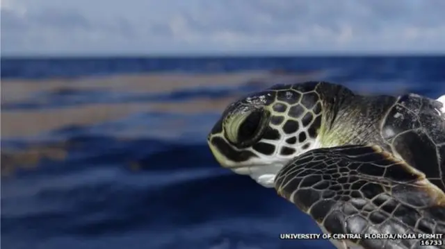 تحقیق میں دو تین سال کی عمر کے کچھوے استعمال کیے گئے جبکہ سمندری کچھوے دس سے بیس سال عمر میں جنسی بلوغت کو پہنچتے ہیں 