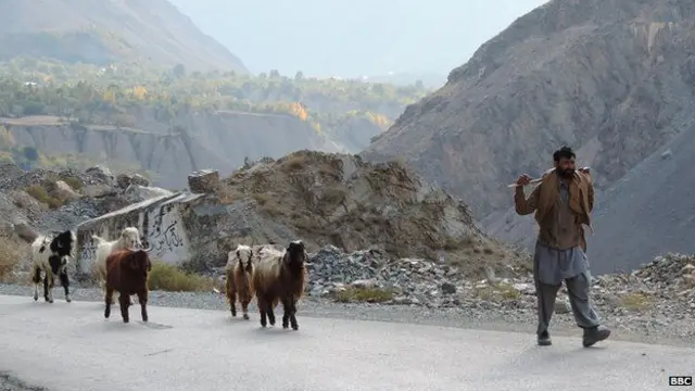 برفانی چیتے سے سب سے زیادہ خطرہ مقامی چرواہوں کی بکریوں کو ہے