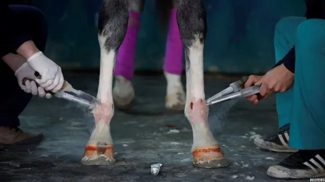 तुर्की में घोड़ों का एक अस्पताल, Veliefendi equine hospital in Istanbul 