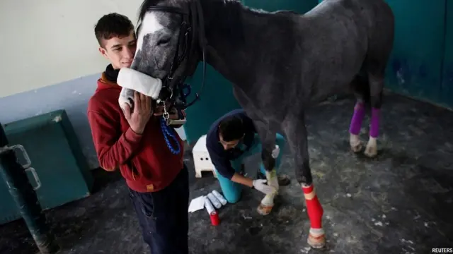 तुर्की में घोड़ों का एक अस्पताल, Veliefendi equine hospital in Istanbul 