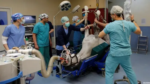 तुर्की में घोड़ों का एक अस्पताल, Veliefendi equine hospital in Istanbul 