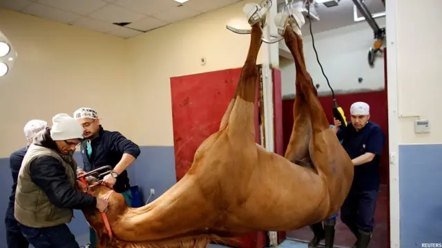 तुर्की में घोड़ों का एक अस्पताल, Veliefendi equine hospital in Istanbul 