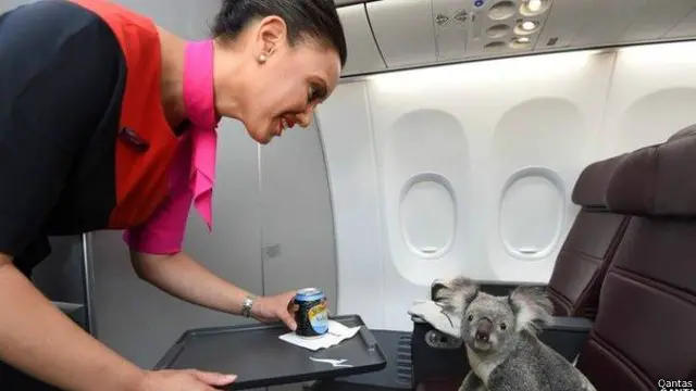 Koala verilen soğuk içecekten pek hoşlanmadı. 