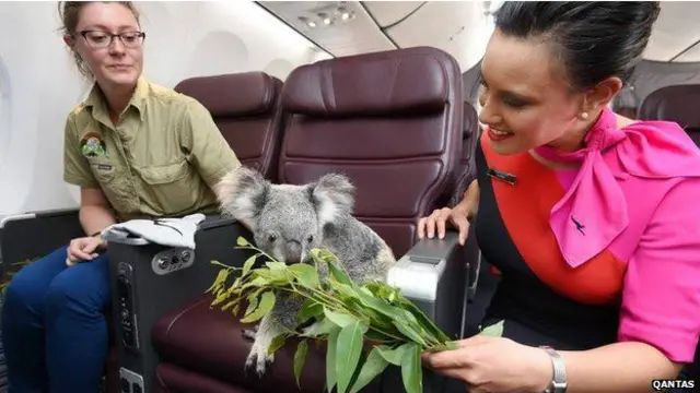 koala2
